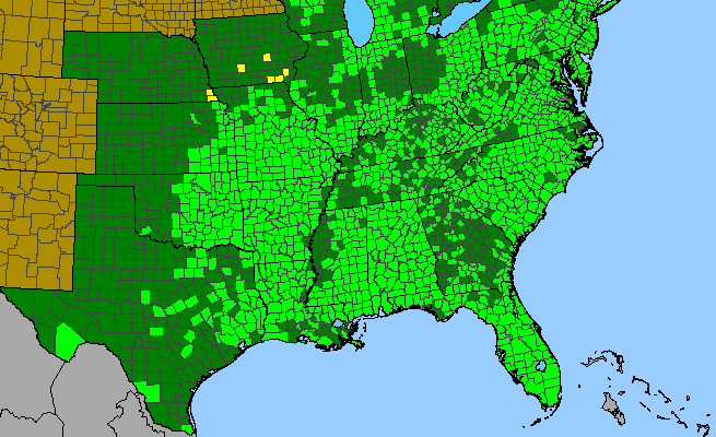 The range of Rhus copallinum